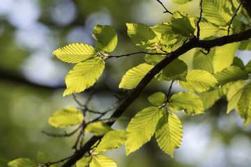Fresh green leaves of beech.