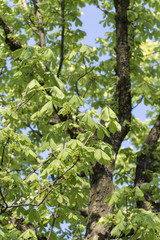 Fresh green chestnut leaves.