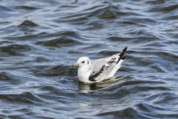 ミツユビカモメ幼鳥(Black-legged kittiwake)