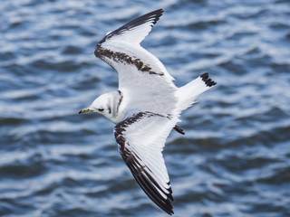 ミツユビカモメ幼鳥(Black-legged kittiwake)