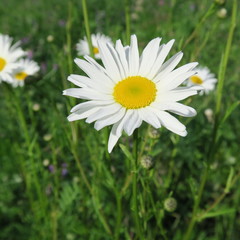 Obraz premium white chamomile flower in summer on the green meadow