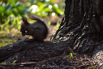 木の根元でクルミを食べるエゾリス