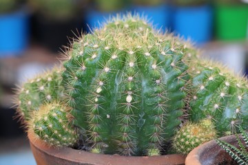 Cactus,  close up cactus,  it is the plant has many thorn.