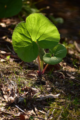 光るフキの子ども