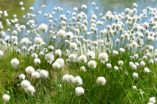 Flowering cotton grass close up. Arctic plant.