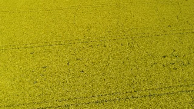 aerial video with canola field