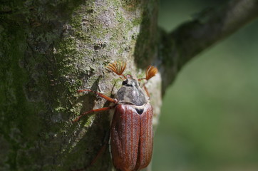 melolontha maikäfer
