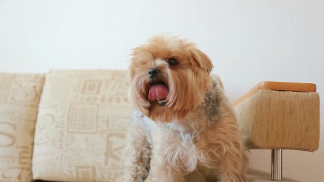 Yorkshire terrier on couch