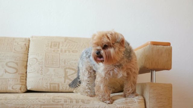 Yorkshire terrier on couch
