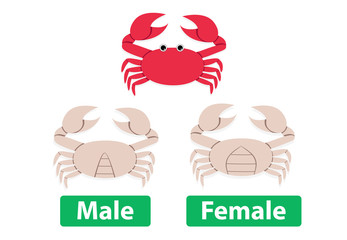 Difference between male and female crabs, vector