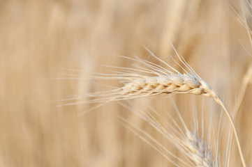 The golden ear of the Wheat crop