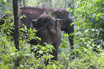 Sen Monorom Cambodia, Asiatic elephants in forest  © KarinD
