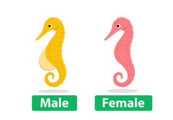 Side view, Male and Female seahorse vector cartoon