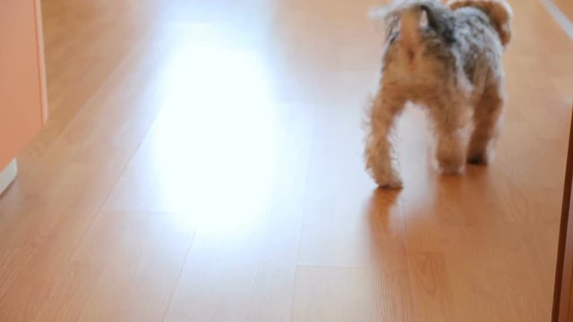 Yorkshire terrier walking on floor