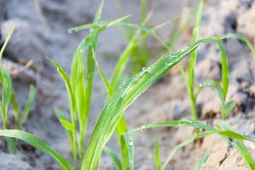 Dew drops on the green leaf