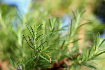 Rosemary herb branches with leaves close-up. Cooking food ingredient, raw flavoring plants