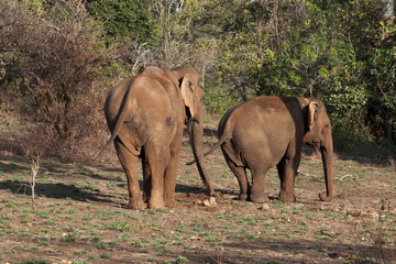 Fototapeta na wymiar Sen Monorom Cambodia, Asiatic elephants in forest clearing