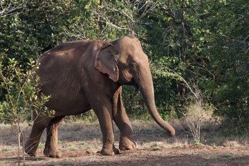 Fototapeta na wymiar Sen Monorom Cambodia, Asiatic elephant emerging from forest