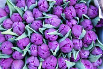 Fototapeta premium Beautiful colored tulips at the market of Amsterdam.