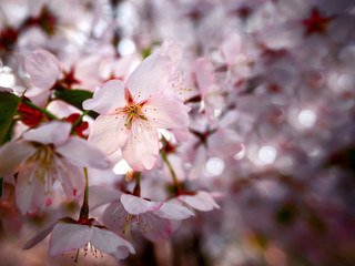 Sakura. Spring season of cherry blossom in Sendai Park in Minsk, Belarus. Beautifull cherry flower background.