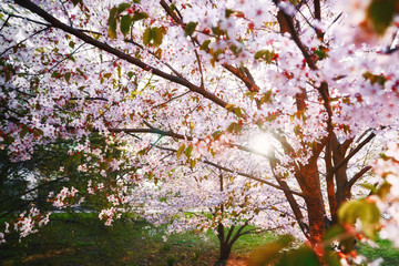 Sakura. Sun breaks through the branches of cherry blossoms sakura  in Sendai Park, Minsk, Belarus. sakura tree turn pink color in spring season, Soft Focus