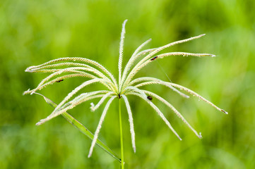 Insects and bugs on the grass flower 