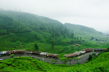 Obraz premium Tea Plantation, Puncak, Bandung Indonesia 5