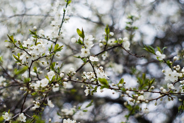 SONY DSC