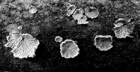 mystical white wood mushrooms on piece of an old stump. close-up. black and white photo