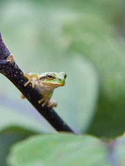 ニホンアマガエル