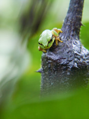 ニホンアマガエル　茄子