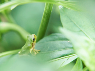 ニホンアマガエル　明るい背景