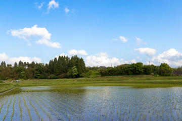 Paddy landscape of Ichihara city, Chiba prefecture, Japan