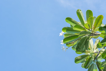 Tropical Plant with Blue Background 1