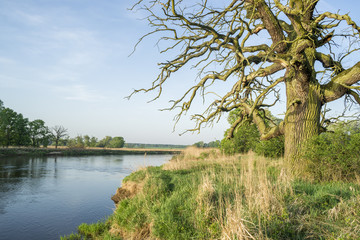 Fototapeta na wymiar Rzeka Warta w Rogalinie, okolice Poznania