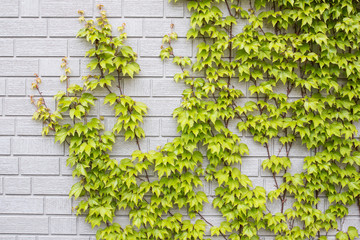 Ivy-covered gray Wall 2
