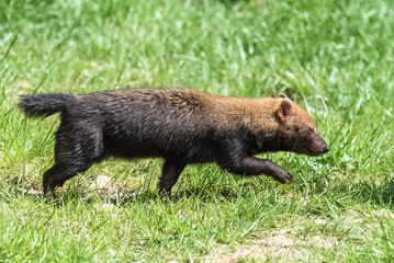 Fototapeta premium Bush dog, Speothos venaticus, running in the grass 