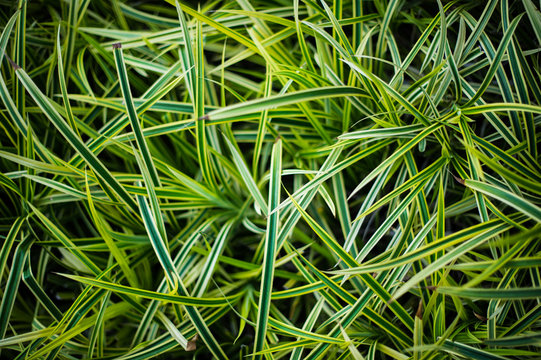 Green Tasman Flax-lily, Dianella tasmanica 1