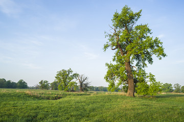 Dęby w Rogalinie © Piotr Szpakowski