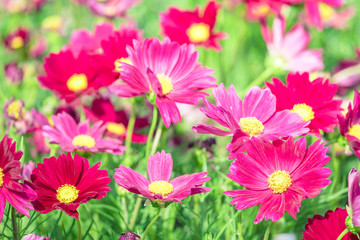 Obraz premium Pink flowers cosmos bloom beautifully during spring ( garden cosmos , annual cosmos )