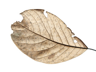 Close up of autumn dried leaf, Sear brown foliage, Macro view on texture wilted autumn leaves isolated on white background with clipping path