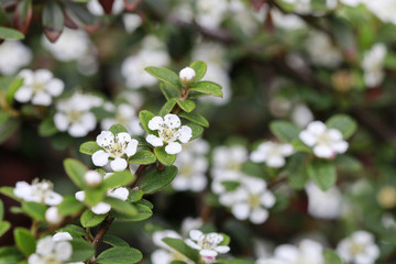 Cotoneaster horizontalis blossom.