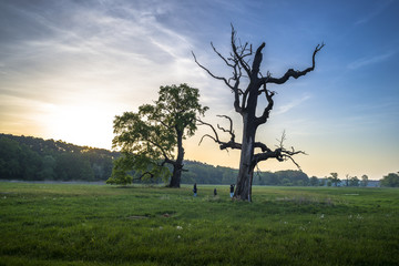 Dęby w Rogalinie © Piotr Szpakowski