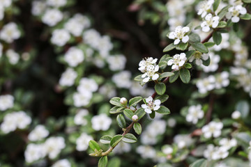 Cotoneaster horizontalis blossom.