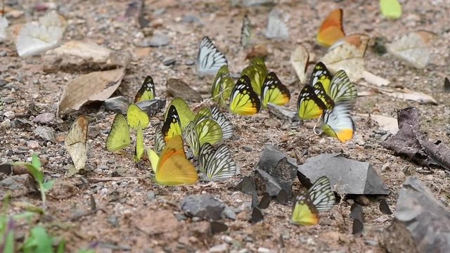 Multi-color of butterfly species eating Salt licks on ground at Ban Krang Camp, Kaeng Krachan National Park, Phetchaburi, Thailand
