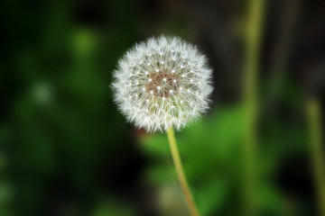 A dandelion seeds ball