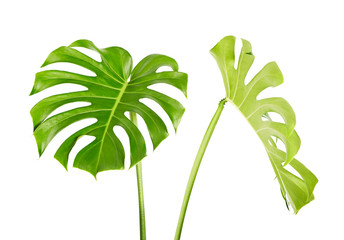 Monstera deliciosa leaf or Swiss cheese plant, Tropical foliage isolated on white background, with clipping path