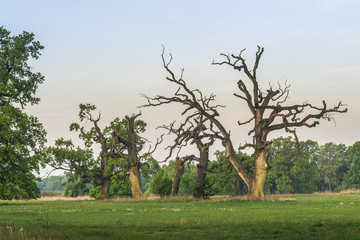 Dęby w Rogalinie © Piotr Szpakowski
