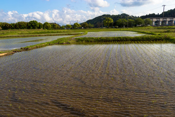 Fototapeta premium Paddy landscape of Ichihara city, Chiba prefecture, Japan