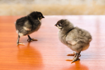 Gray and black newborn chickens on a wooden surface